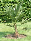 Trachycarpus Fortunei.JPG (321993 Byte)